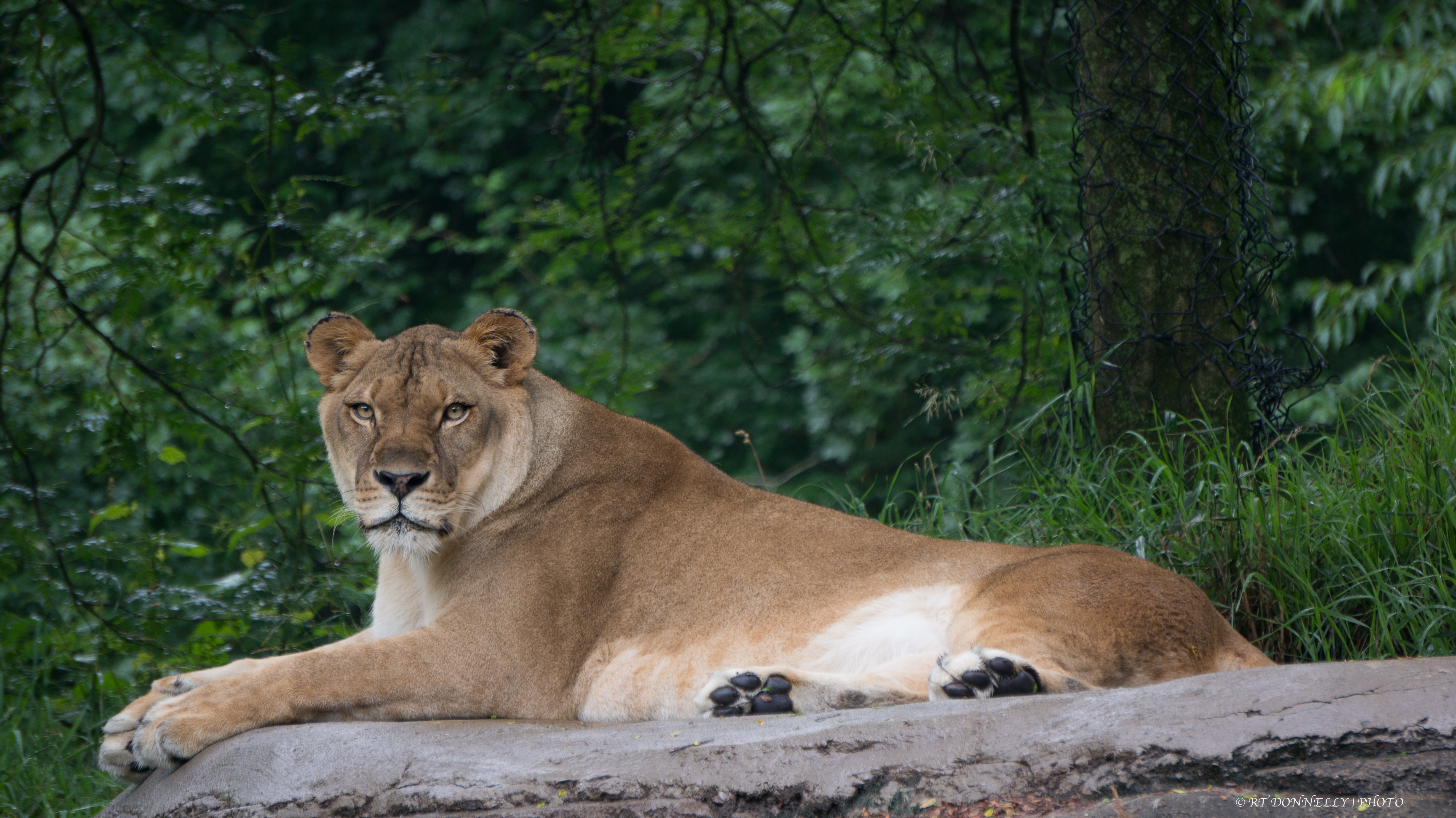 Lioness | Shutterbug